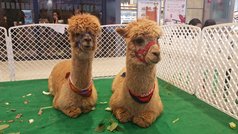 ����ϣ����williamhill(�й�)���Ĺٷ���վ