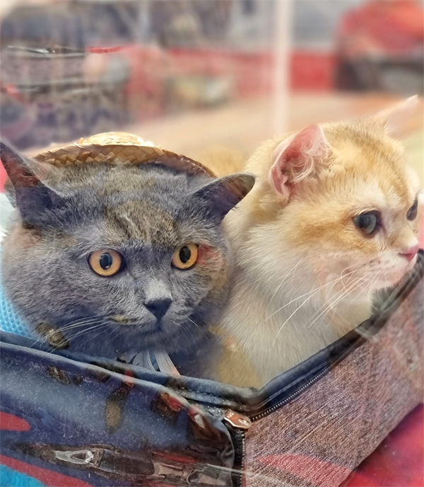 ����ϣ����williamhill(�й�)���Ĺٷ���վ