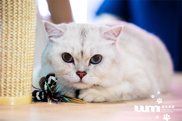 ����ϣ����williamhill(�й�)���Ĺٷ���վ