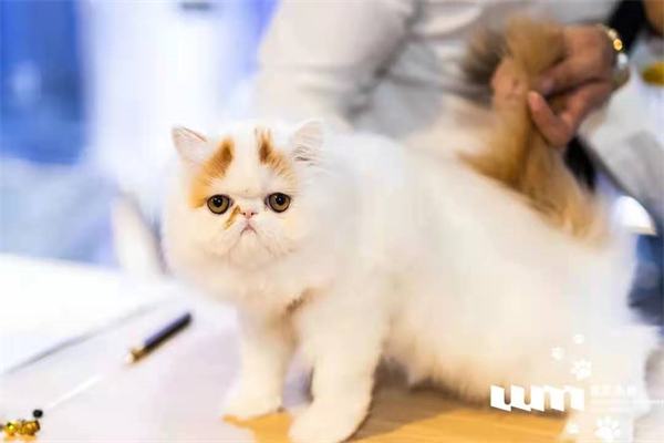 ����ϣ����williamhill(�й�)���Ĺٷ���վ