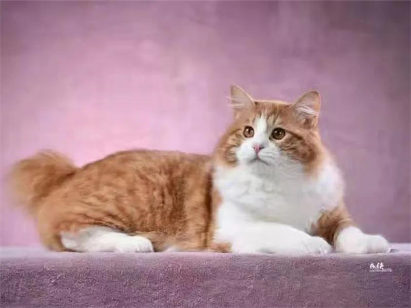 ����ϣ����williamhill(�й�)���Ĺٷ���վ