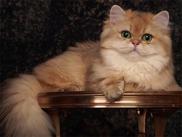 ����ϣ����williamhill(�й�)���Ĺٷ���վ