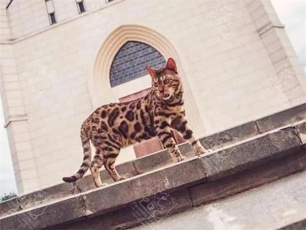 ����ϣ����williamhill(�й�)���Ĺٷ���վ