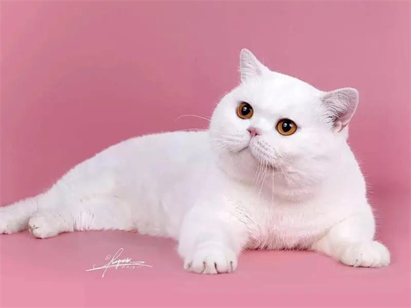 ����ϣ����williamhill(�й�)���Ĺٷ���վ