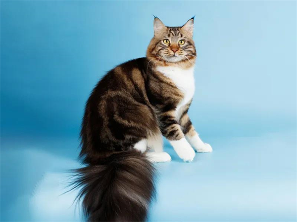 ����ϣ����williamhill(�й�)���Ĺٷ���վ