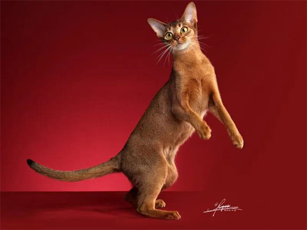 ����ϣ����williamhill(�й�)���Ĺٷ���վ